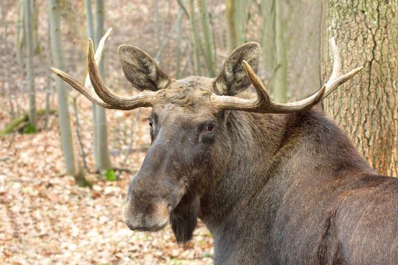 Eland in Sweden