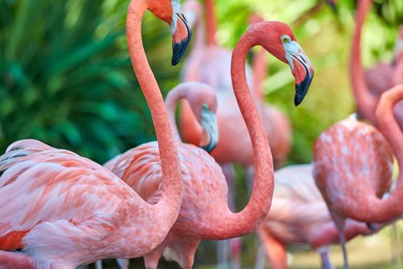 Flamingo's